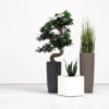 Plants for Offices