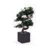 Bonsai Tree for Office